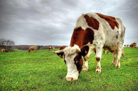 Η κατανάλωση μπαχαρικών από τις αγελάδες μειώνει την εκπομπή μεθανίου!