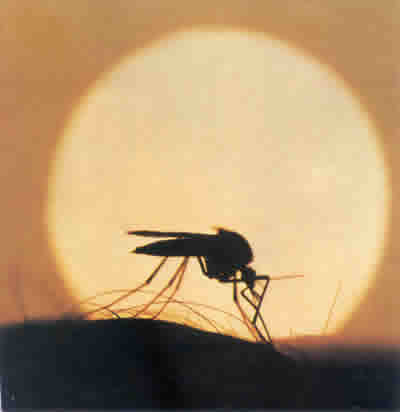 Γενετικά τροποποιημένο κουνούπι κατά της ελονοσίας