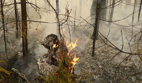 Στις φλόγες 100.000 δασικής έκτασης στη Ρωσία