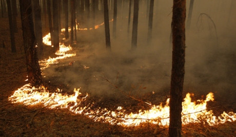 Συνεχίζουν το καταστροφικό τους έργο οι πυρκαγιές στη Ρωσία