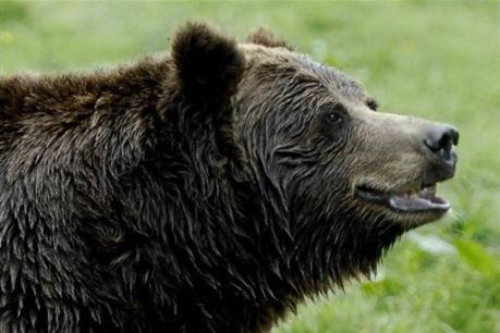 Δεκατέσσερις αρκούδες φυλούσαν παράνομη φυτεία κάνναβης στον Καναδά