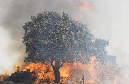 Πυρκαγιές σε Άνδρο και Κρήτη
