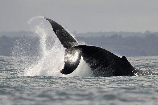 Φάλαινα διέσχισε το ένα τέταρτο της υδρογείου σε αναζήτηση συντρόφου