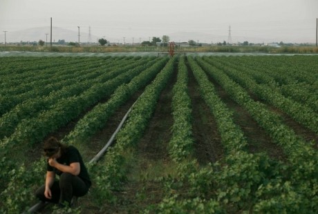 Σημαντικές ζημιές στις βαμβακοκαλλιέργειες του νομού Καρδίτσας