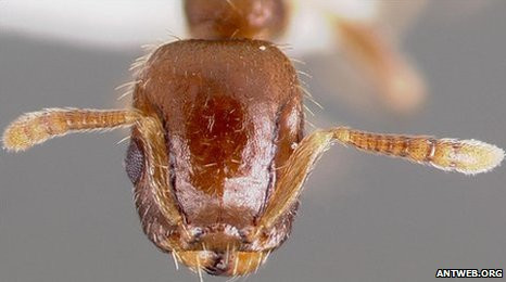 Μυρμήγκια-υποδουλωτές επιτίθενται σε δυνατές αποικίες, όχι στις ευάλωτες