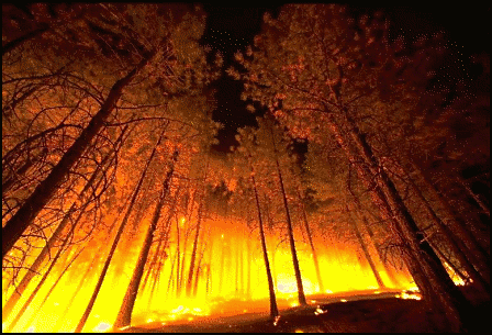 Τουλάχιστον σαράντα νεκροί από πυρκαγιά σε δασική έκταση στη Χάιφα