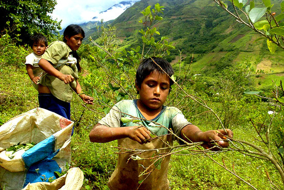 Οι Περουβιανοί  μασούσαν φύλλα κόκας και πριν από 8.000 χρόνια