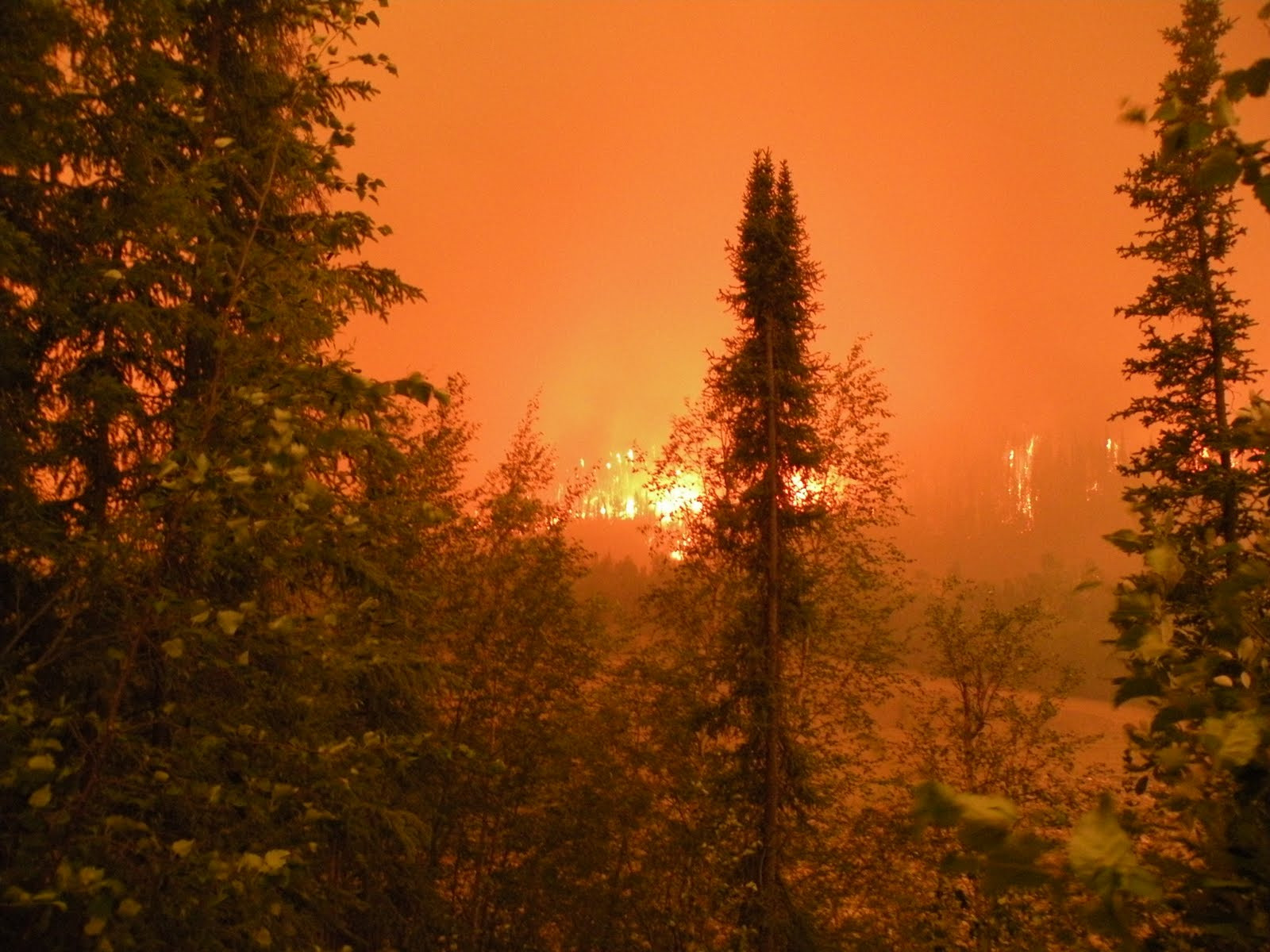 Πάνω από 145.000 στρέμματα γης κάηκαν το 2010