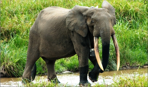 Λύθηκε το «μυστήριο» του Αφρικανικού Ελέφαντα