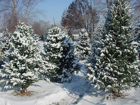 Σε «πράσινο» καύσιμο μετατρέπονται τα χριστουγεννιάτικα δέντρα