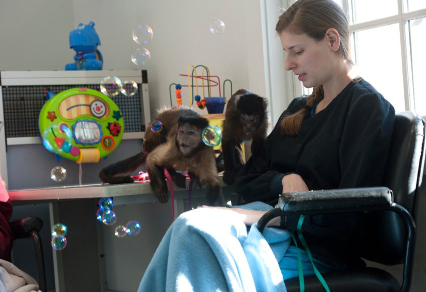 Εκπαιδευμένοι… πίθηκοι για συντροφιά σε άτομα  με ειδικές ανάγκες