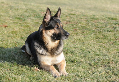 ΗΠΑ: Εκστρατεία για επαναφορά αστυνομικού σκύλου που έπεσε θύμα… περικοπών