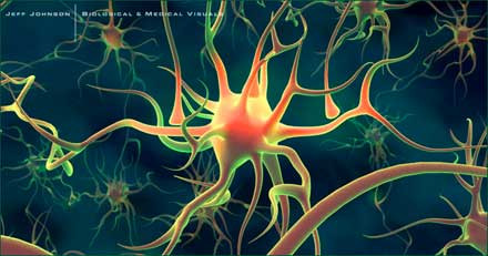 Νευρώνες του εγκεφάλου συμπεριφέρονται σαν μέλη του Facebook