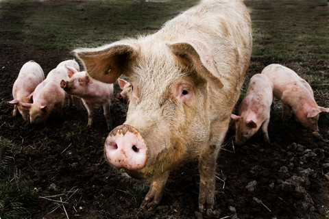 Γερμανία: «Ενδέχεται να έχει πωληθεί μολυσμένο με διοξίνες κρέας»