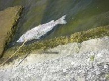 Νεκρά ψάρια στον Ευρώτα εξαιτίας της ρύπανσης