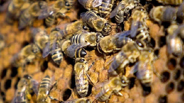 Συνέχιση των ερευνών για το μαζικό θάνατο των μελισσών ζητά η Κομισιόν