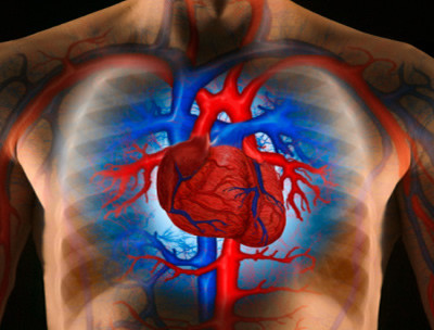 Τα βλαστοκύτταρα στη μάχη κατά των καρδιακών νοσημάτων