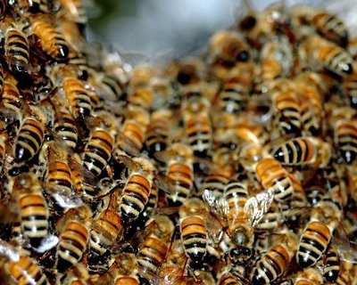 Επίθεση 600.000 μελισσών σε γήπεδο του Ελ Σαλβαδόρ