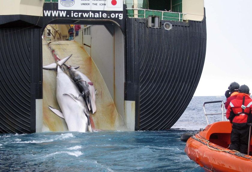Ανταρκτική: Ακτιβιστές έκαναν την Ιαπωνία να διακόψει τη φαλαινοθηρία