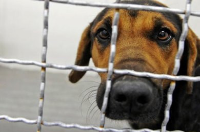 VPRC: Κακοποίηση ζώων συντροφιάς στην Ελλάδα