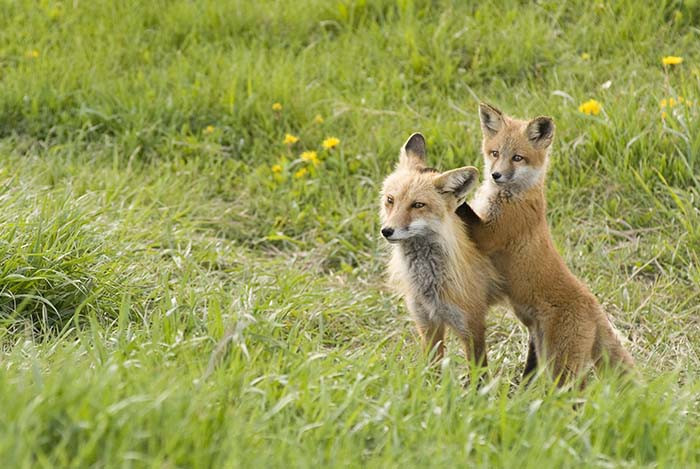 Δηλητηριασμένα δολώματα σκότωσαν αλεπούδες σε Δομοκό και Φάρσαλα