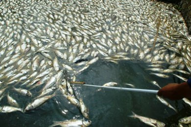 Μηνυτήρια αναφορά για τη μόλυνση στη λίμνη Κάρλα