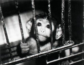 Πάσχα και… Παγκόσμια Ημέρα κατά των Πειραμάτων στα Ζώα