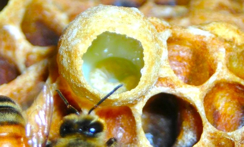 Αποκαλύφθηκε το μυστικό του βασιλικού πολτού των μελισσών