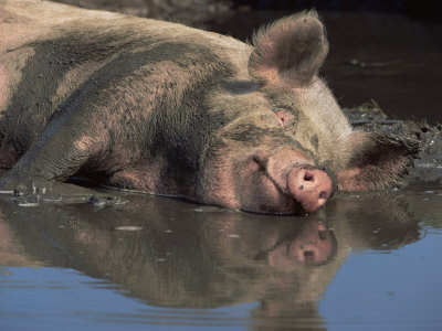 Τα γουρούνια αγαπούν τη λάσπη… λόγω εξέλιξης