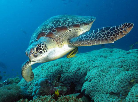 Καταδύσεις με θαλάσσιες χελώνες στη Γλυφάδα!