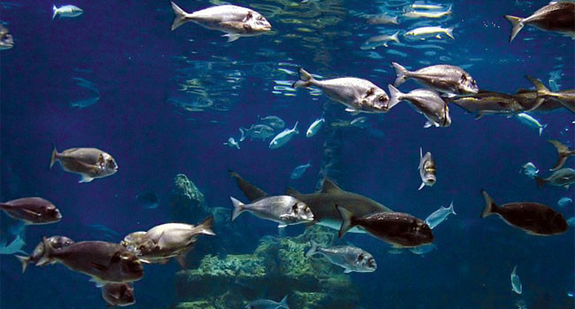 Πάνω από  900 ξένα είδη ψαριών στην ανατολική Μεσόγειο