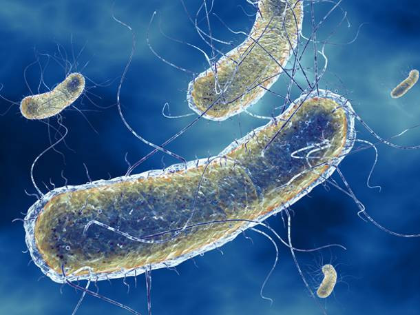 22 άνθρωποι έχουν χάσει τη ζωή τους στη Ευρώπη από το βακτηρίδιο E.coli