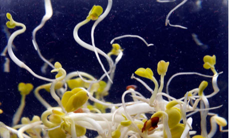 Στο «μικροσκόπιο» η κρίση του βακτηρίου Ε.coli