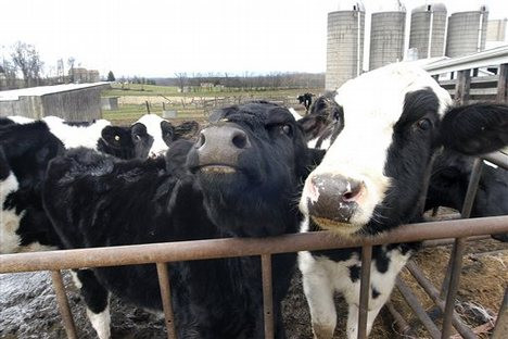 Κλωνοποιημένη αγελάδα βγάζει ανθρώπινο γάλα…