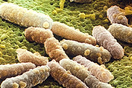 E.coli: «Η σοβαρότερη μόλυνση τέτοιου τύπου στον κόσμο»