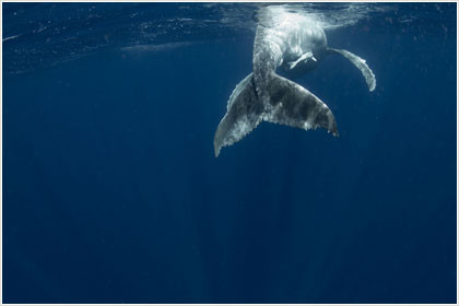 Είδος φάλαινας σωπαίνει για να μη γίνει αντιληπτή