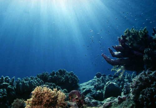 Οι αντηλιακές ιδιότητες των κοραλλιών σε ένα χάπι;