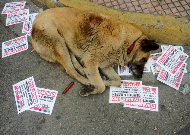 Η δυστυχία να είσαι σκύλος στη Ελλάδα