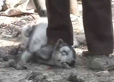 Σοκαριστικές εικόνες από θανατώσεις ζώων για την κατασκευή Ugg (Βίντεο)