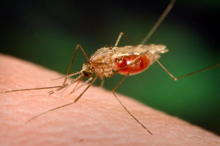 ΠΟΥ: Πτώση κατά 20% στους θανάτους της ελονοσίας
