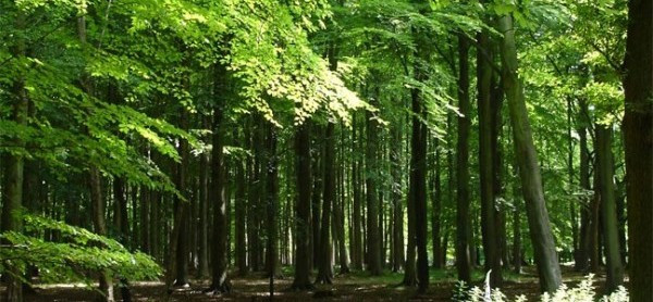 Τα δάση δεν προσαρμόζονται εύκολα στην κλιματική αλλαγή