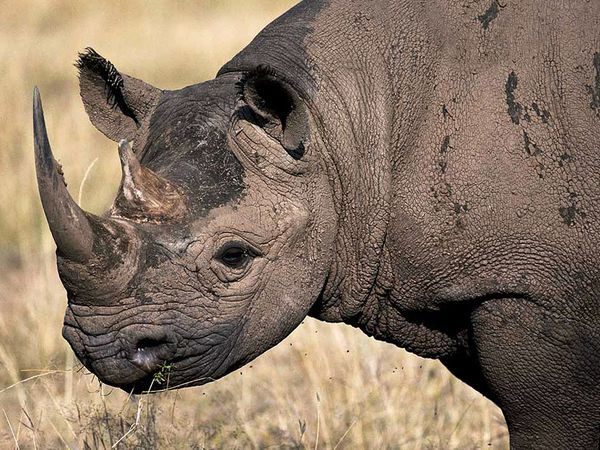 Δυο ακόμη είδη ρινόκερου θεωρούνται αφανισμένα