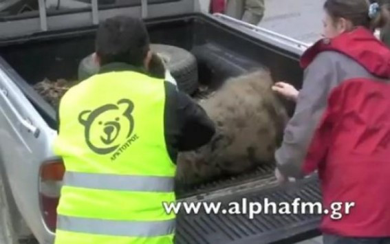 Ακόμη μια νεκρή αρκούδα στην Εγνατία