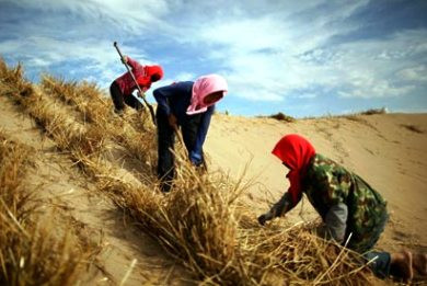 FAO: «Σοβαρά υποβαθμισμένο» το ¼ των εδαφών