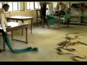 Αγανακτισμένος Ινδός άφησε 40 φίδια στην εφορία