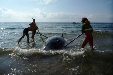 Συνεχίζονται οι εκβρασμοί φαλαινών, ζιφιών στην Κέρκυρα