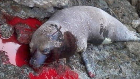 Προανάκριση για την εκτέλεση φώκιας στη Ρόδο