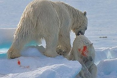 Η κλιματική αλλαγή «εξωθεί τις πολικές αρκούδες σε κανιβαλισμό»