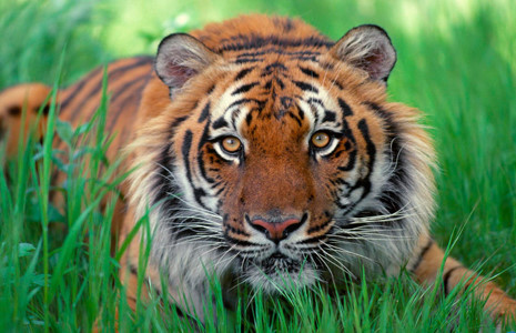 Απειλούνται με εξαφάνιση οι τίγρεις