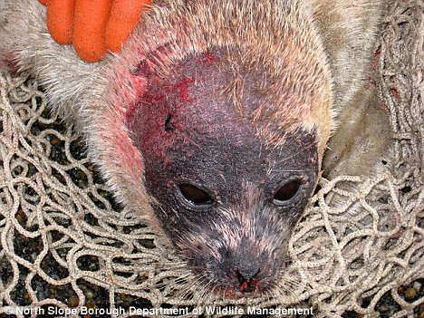 Ραδιενέργεια η αιτία για τις νεκρές φώκιες της Αλάσκα;